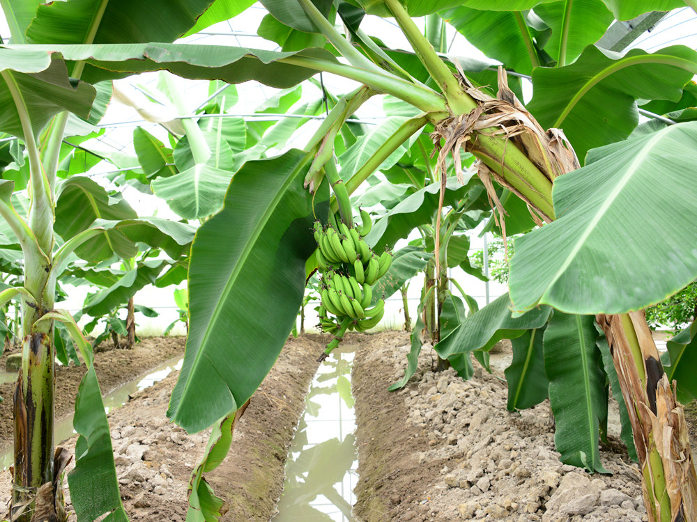 香蕉種植基地