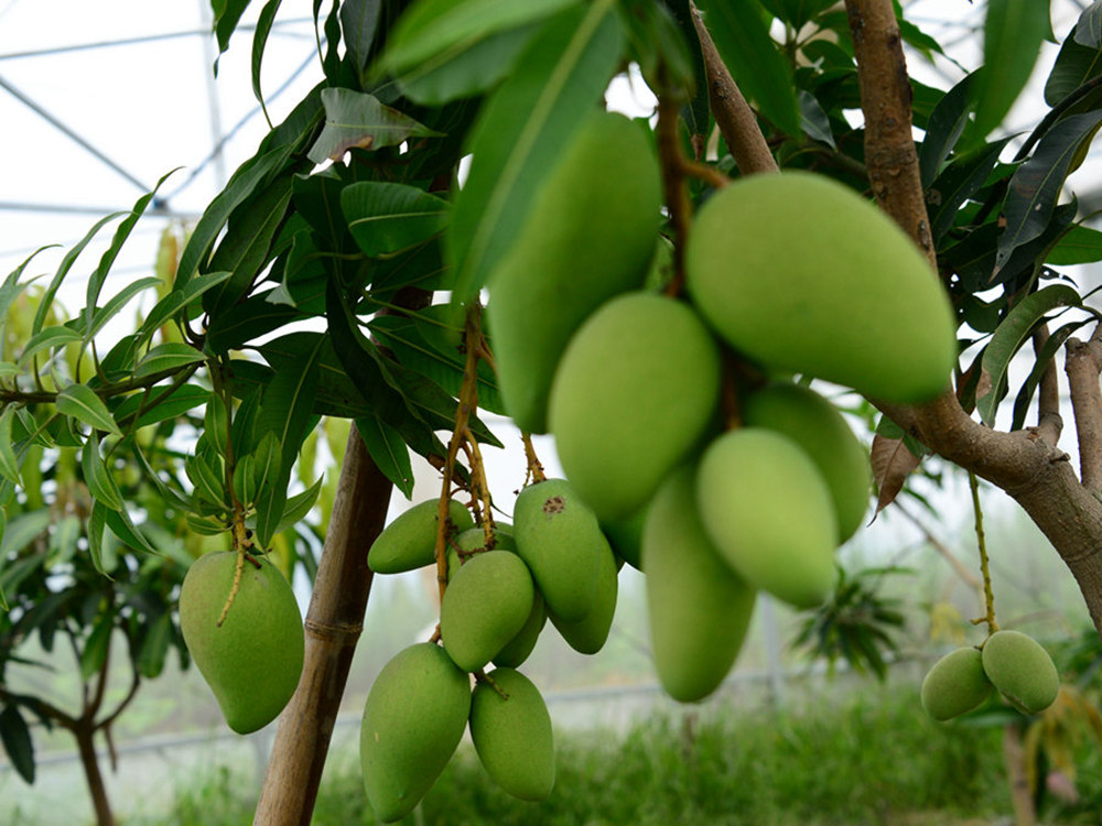 芒果種植基地
